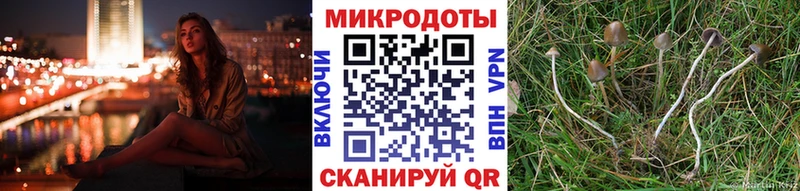 Псилоцибиновые грибы Psilocybe  Нелидово 